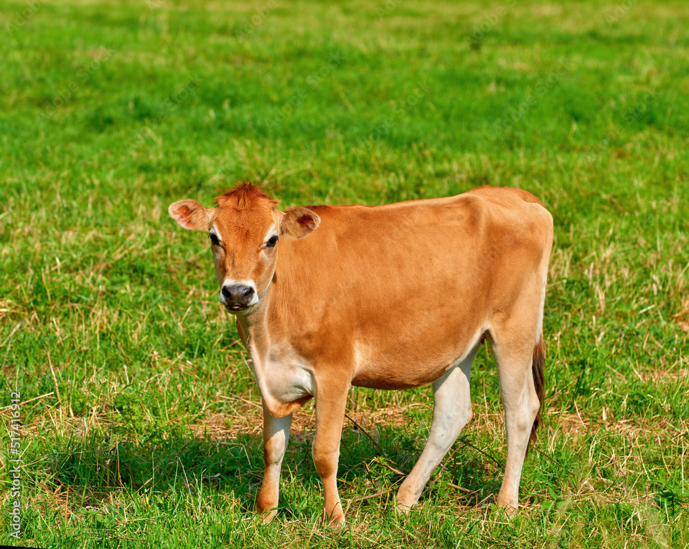 Portrait of a brown cow grazing on green farmland in the countryside. Cattle or livestock standing o