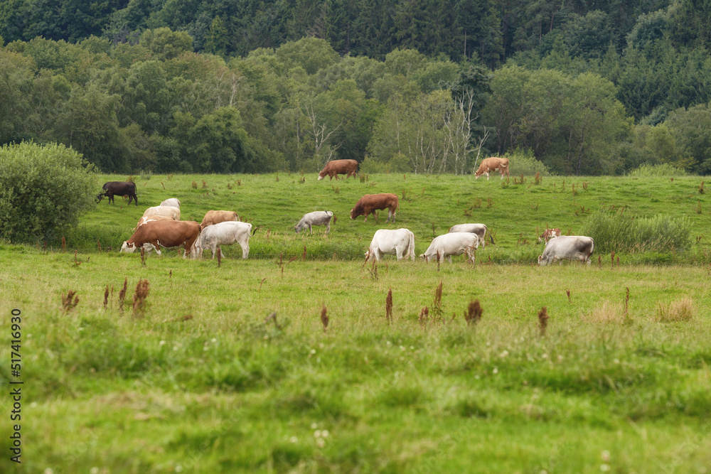 一个牧场，夏天的早晨，奶牛在绿色的牧场上吃草。牲畜或牛群喂养你