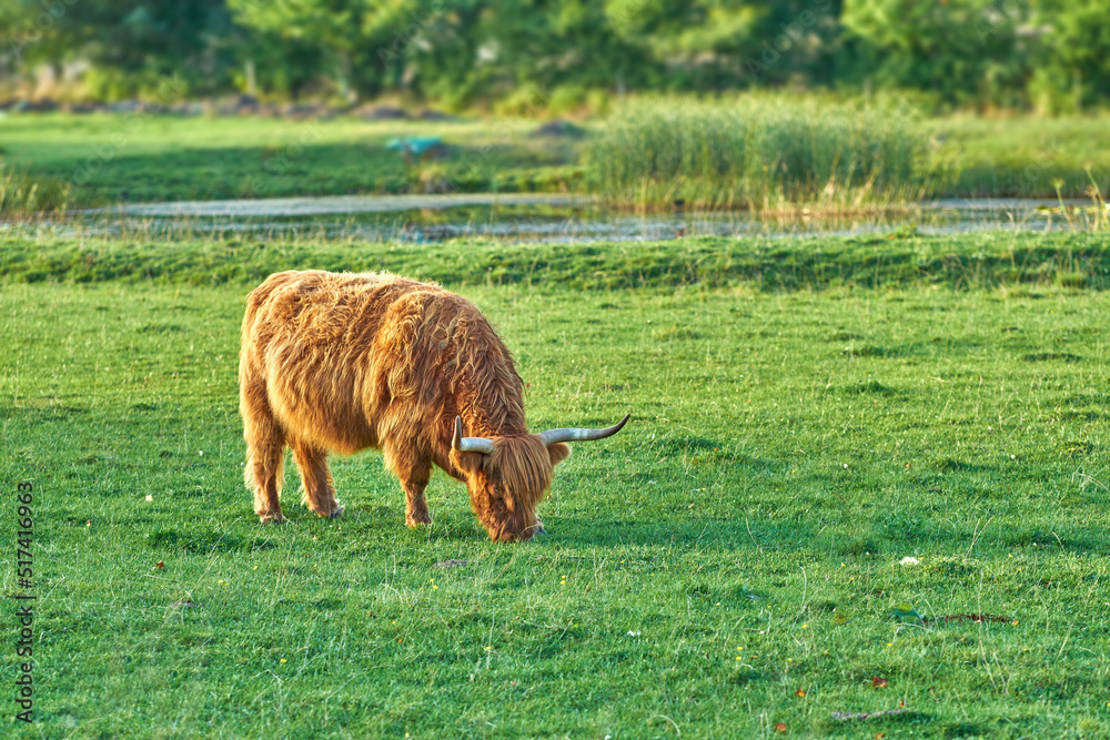 在绿色农场牧场上放牧的草饲高地奶牛，用于乳制品、肉类或牛肉行业。Fu