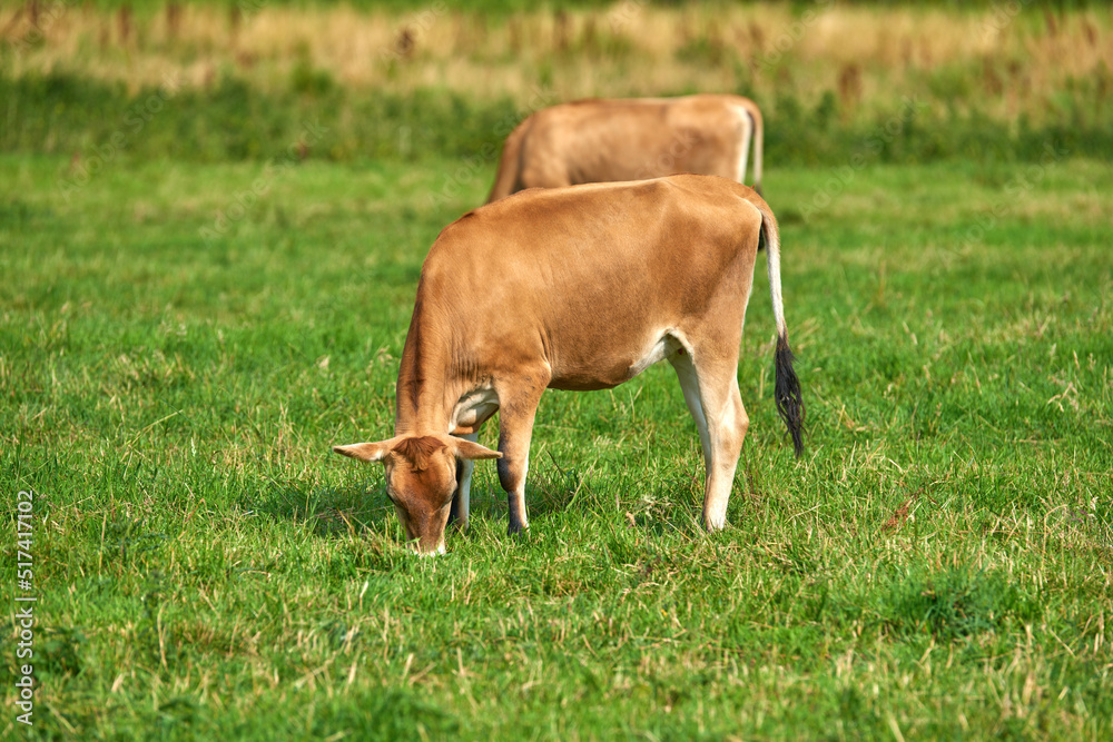 两头棕色奶牛在农村的一个有机绿色奶牛场吃草
1827562968,一个快乐的女孩坐在酒吧里，从菜单上选择饮料。