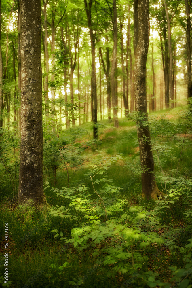 公园、树林或丛林中宁静而神奇的景色。生长在绿色森林中的野生树木