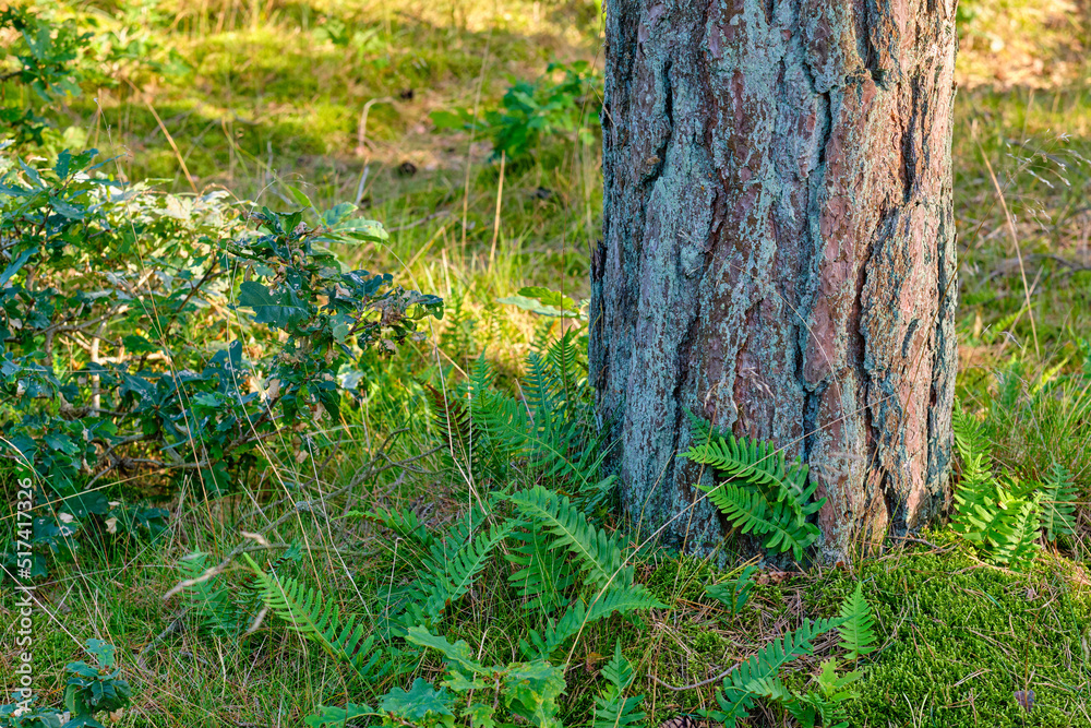 森林中一棵大树的特写，户外有绿色苔藓。森林中的一个大树桩w