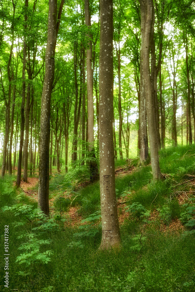 生长在森林中的野生硬木，有绿色植物和灌木。高大树木的风景