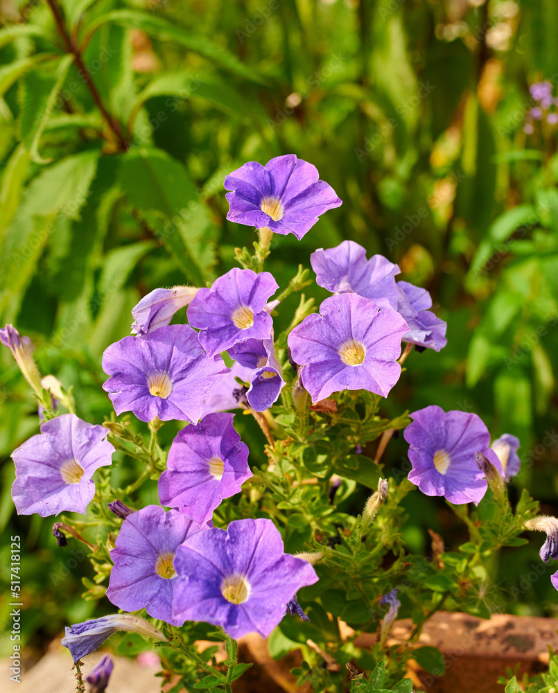 户外阳光明媚的日子里，田野或植物园里生长着紫色的蔓越莓天竺葵花。B