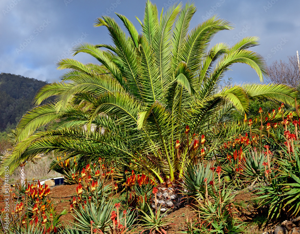 Vibrant tropical horticulture of palm trees and aloe vera plants in La Palma, Canary Islands, Spain.