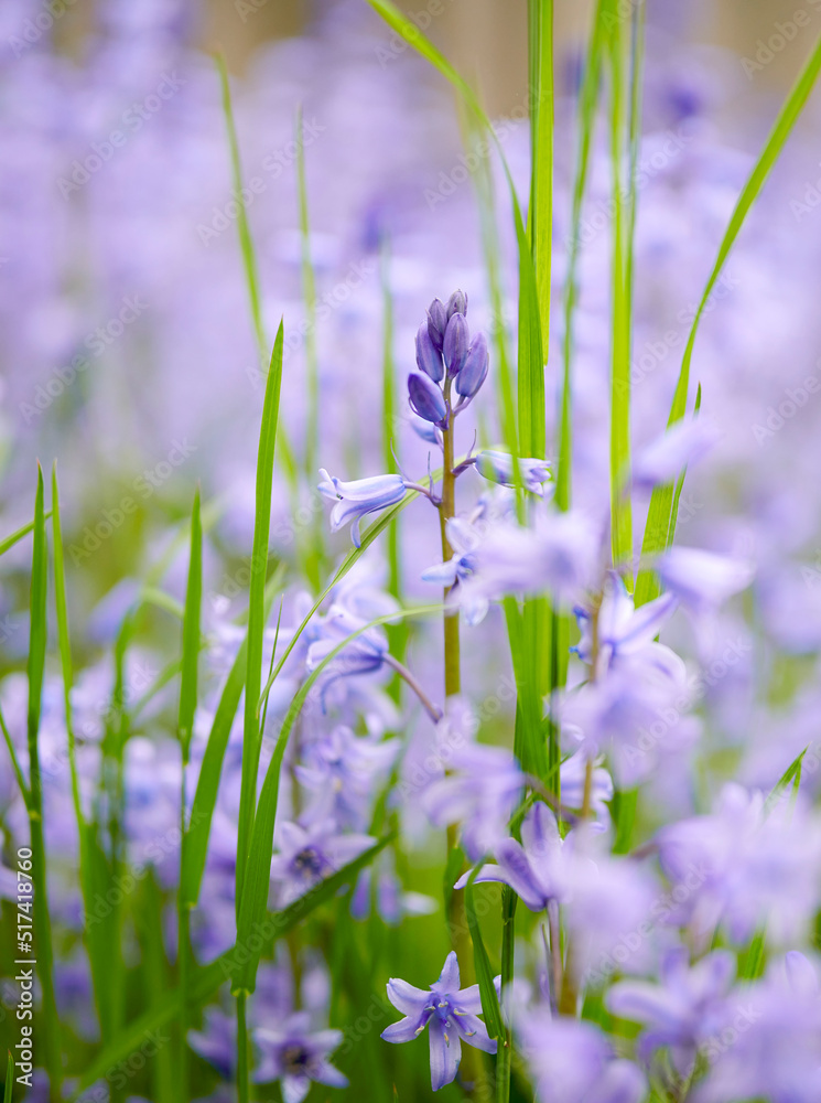 在一个僻静的家庭花园里，蓝色肯特钟形花在绿色茎上生长和开花的特写。Te