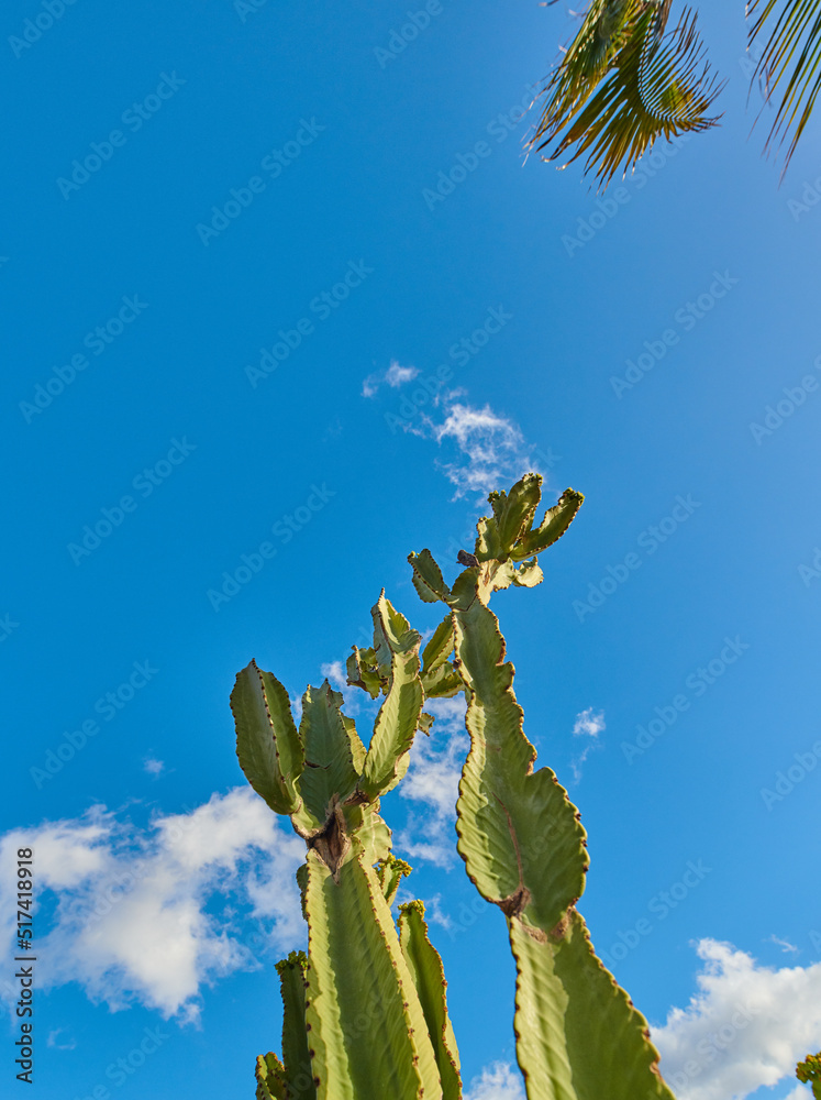 绿色多肉仙人掌植物在蓝天下生长，云层和La P中的复制空间背景