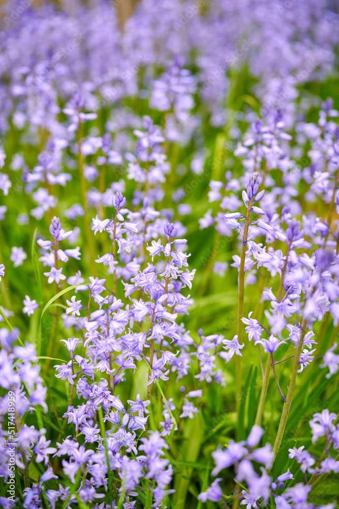 Closeup of common bluebell flowers growing and flowering on green stems in remote field, meadow or h