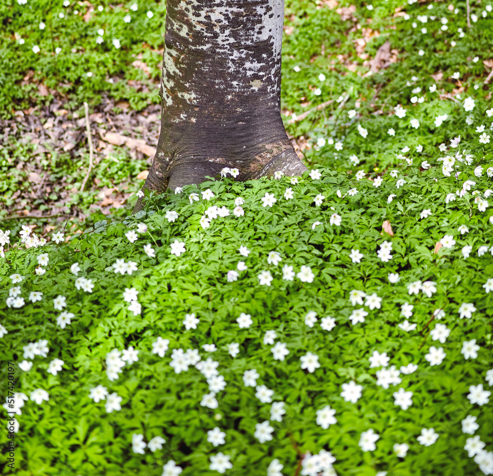 Flower field by a tree trunk in a forest in spring. Beautiful landscape of many wood anemone flowers