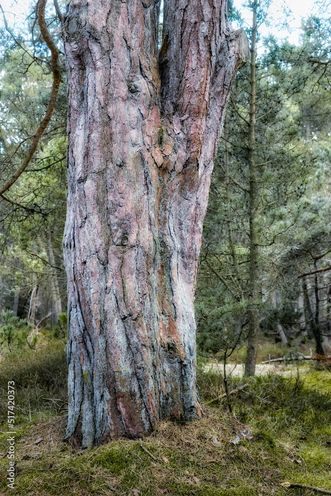 森林中一棵大树的树干景观。森林中古老木材纹理的野生自然场景。很多