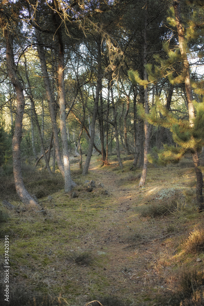 一片神秘的松林，有一条隐藏的步行道。雷莫郁郁葱葱的绿色森林的景观