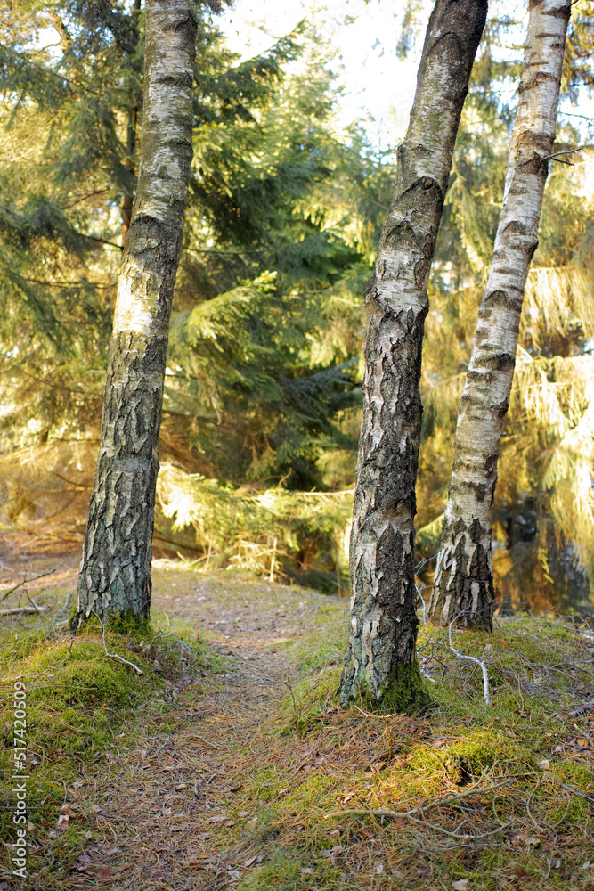 Landscape of hiking trail or path surrounded by fir, cedar, or pine trees in quiet woods in Sweden. 