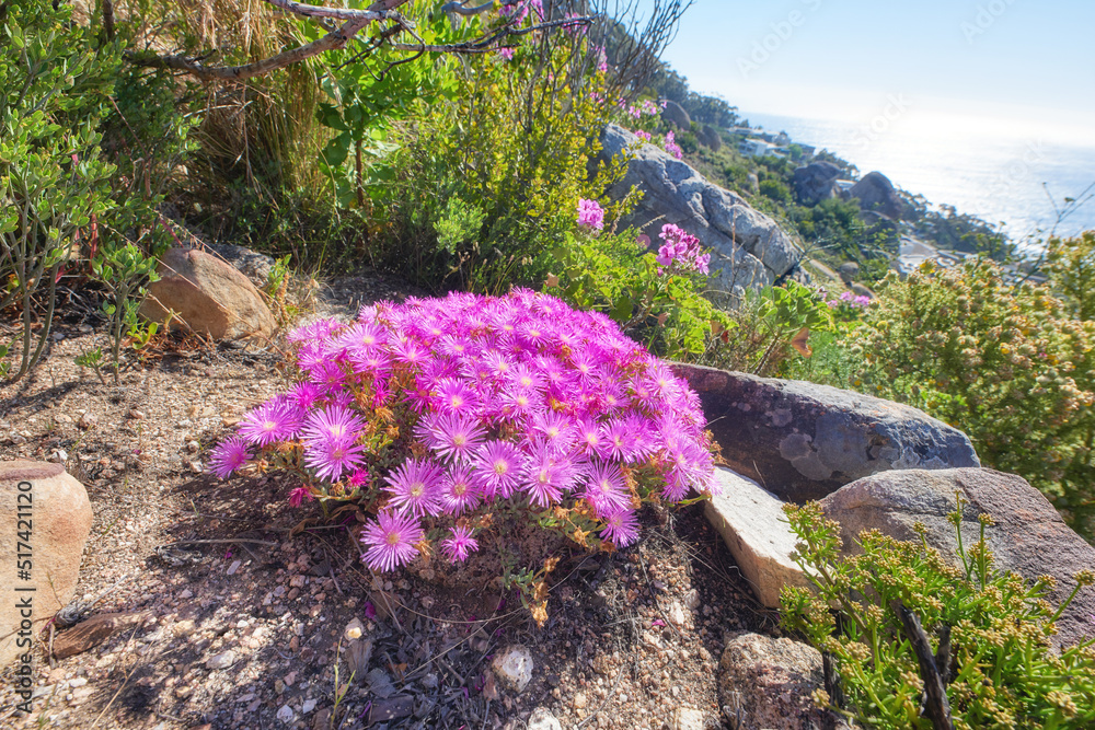 生长在南非开普敦桌山岩石上的粉红色紫檀花。郁郁葱葱