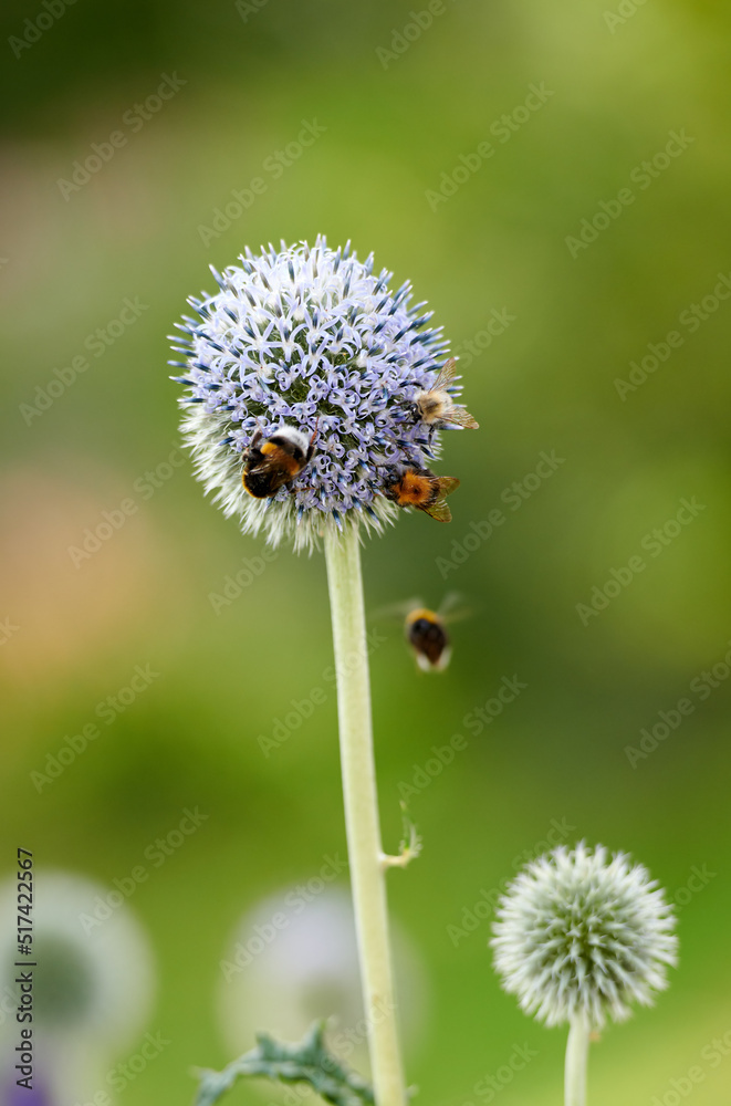 蓝地球蓟在夏天由大黄蜂在自然背景下授粉。雪碧