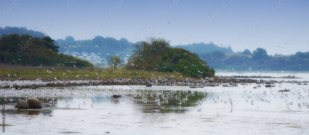 成群的海鸥在国外偏远沿海城市的海水上飞行。一群白b