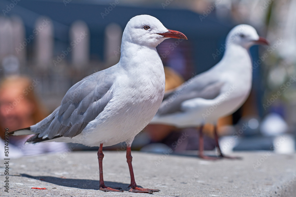 Closeup of two seagulls searching for nesting grounds in a remote coastal city abroad and overseas. 