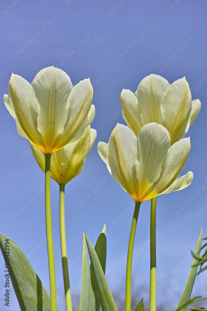 白色郁金香在蓝天背景下生长、开花和开花的特写。低角度观看