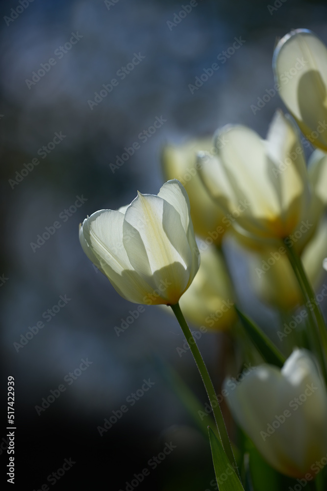 Bunch of white tulips on a dark background. Closeup bouquet of beautiful tulip flowers with green st