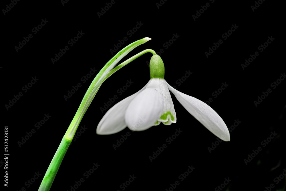 雪花莲在深色背景下的特写。一种常见的白色开花植物的细节