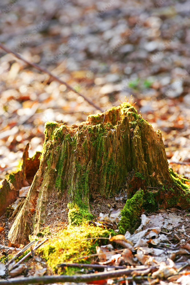 森林中一个长满苔藓的古老树桩的特写，显示了生物生命周期。被砍倒的树