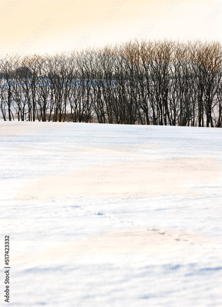 Beautiful bright white snow landscape with a row of dry trees on a cold winter day with copy space. 