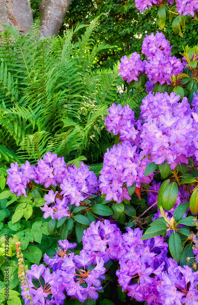 一个花园，紫色杜鹃花与郁郁葱葱的绿叶一起生长在户外大自然中。明亮