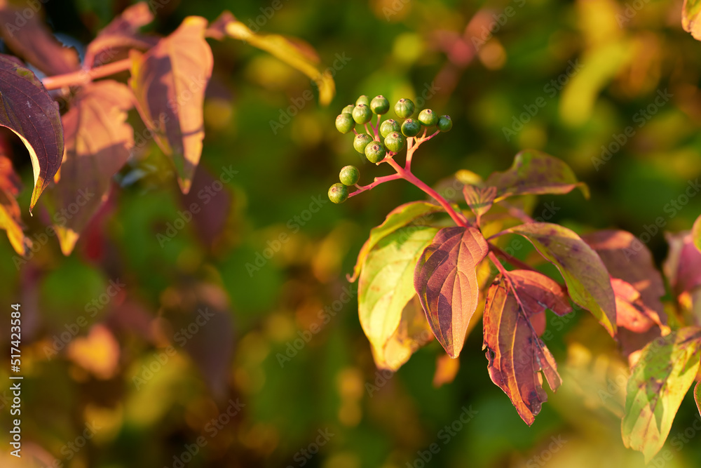 彩色秋叶和生长在树枝上的花蕾的特写，有复制空间。绿色，