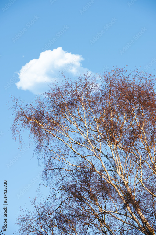 无叶秋季山毛榉的低角度视图，有云的蓝天，偏远国家的复制空间