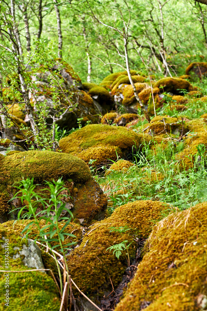 自然界偏远环境中覆盖着黄色苔藓的森林树木和岩石。纹理宏观视图