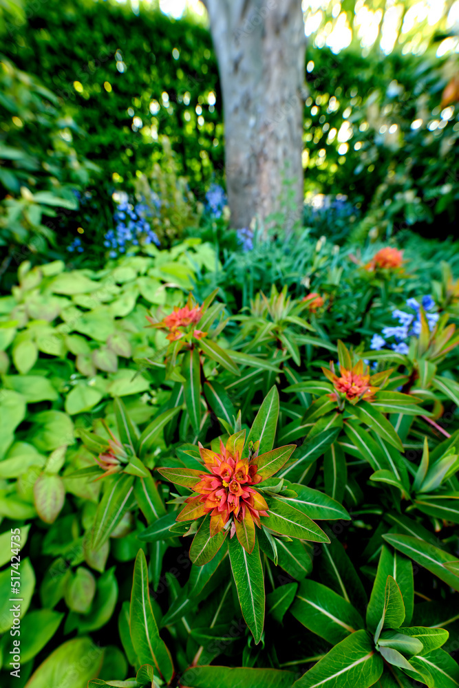 夏季花园里生长的山茶花。美丽的开花植物在一片土地上绽放