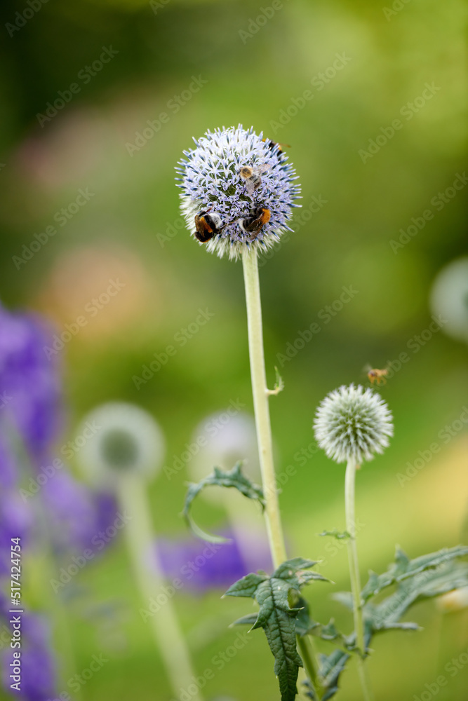 蓝色地球蓟花在夏天被蜜蜂在花园里授粉。植被生长
