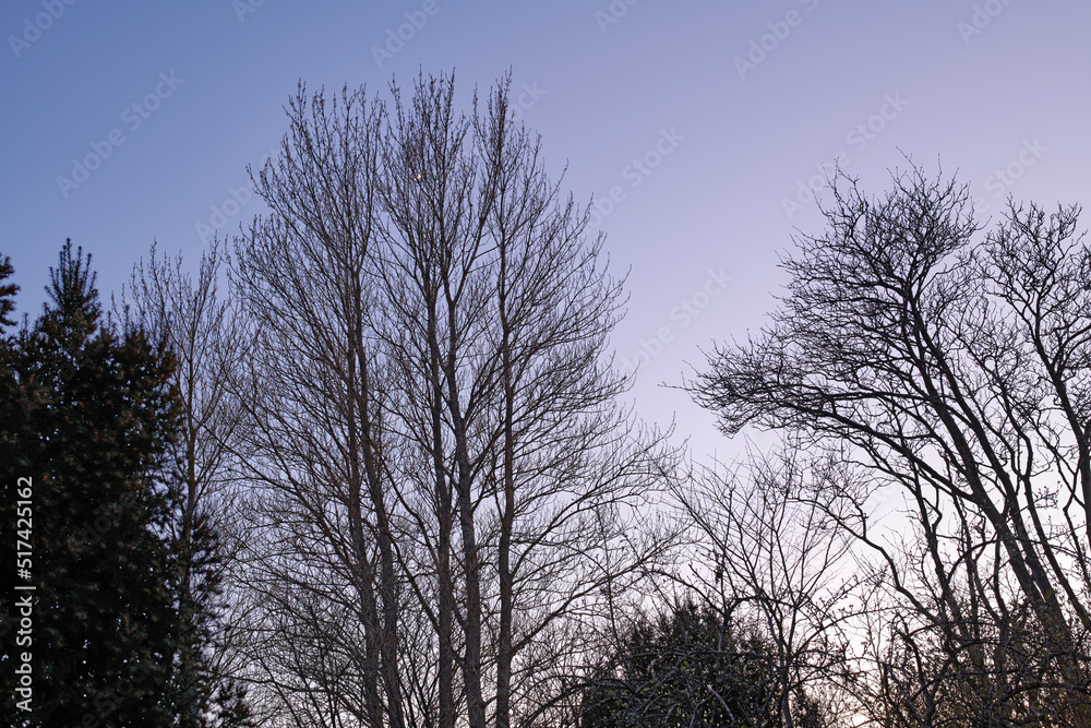 Dry tall trees outdoors in nature with a blue sky background. Beautiful landscape of branches during