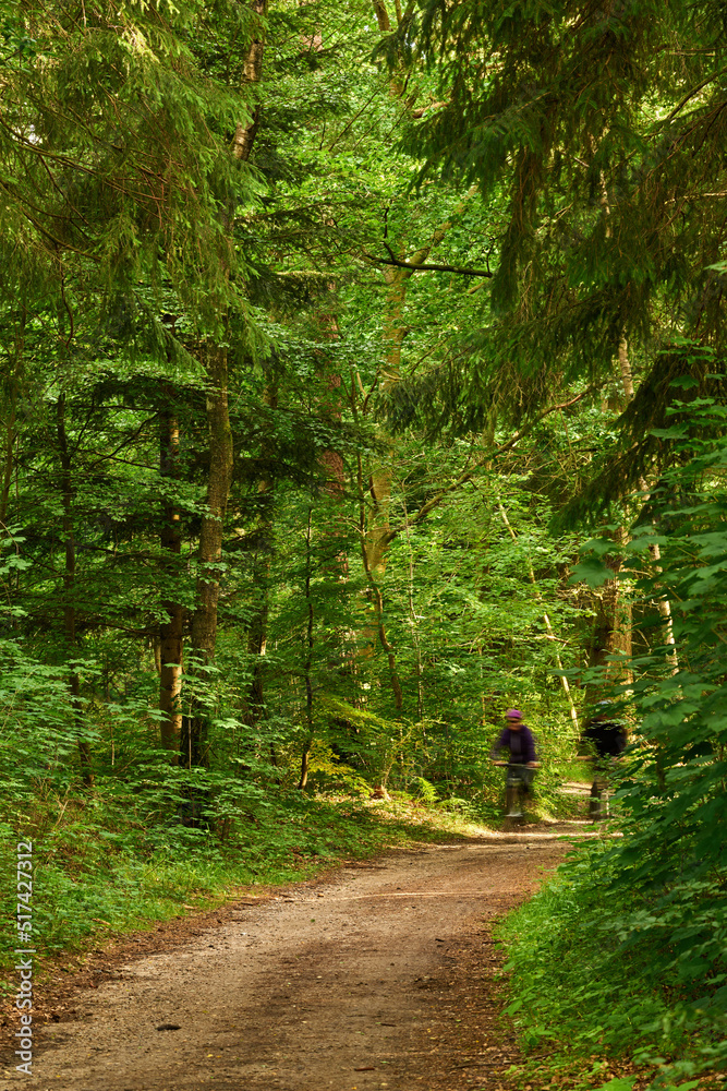 两个骑自行车的人在未开垦的森林里沿着土路或道路骑行。锻炼和ge