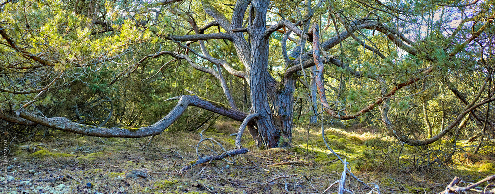 丹麦卡特加特一个绿色公园里一棵独特树木的近景。被遗弃的自然美景