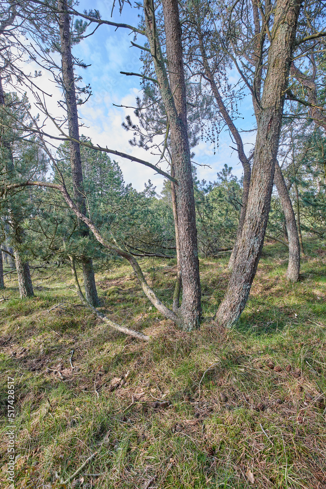Pine trees growing in a forest with dry grass against a blue sky. Landscape of tall and thin tree tr