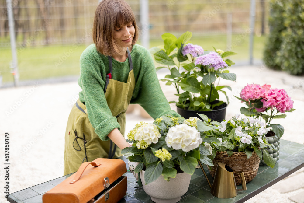 Young woman taking care of flowers in the garden. Cheerful housewife in apron replanting hydrangeas 
