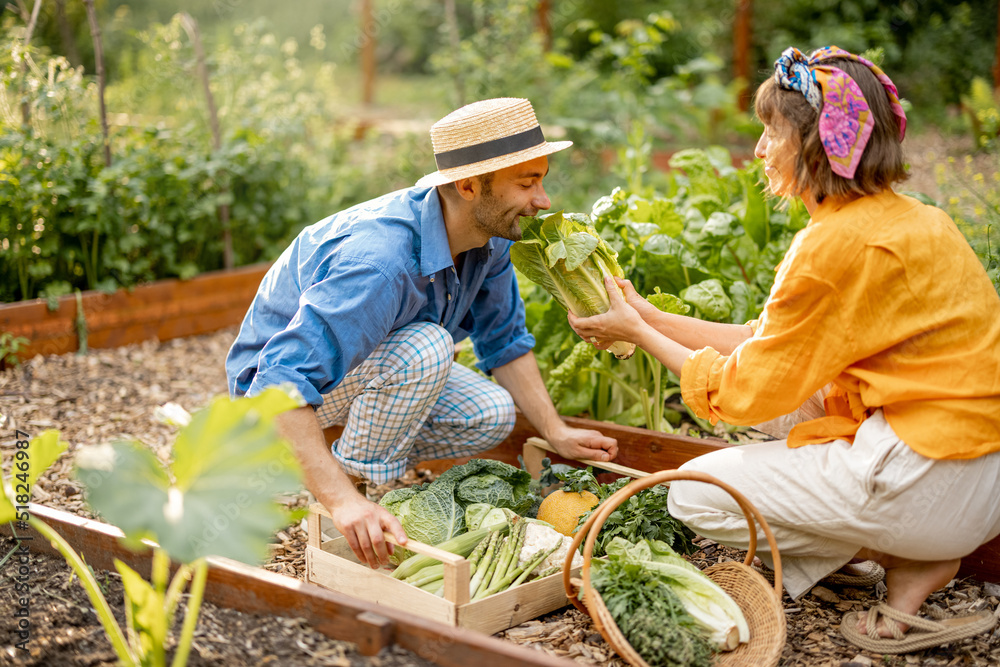 男人和女人在家里的花园里采摘新鲜的生菜，收割当地种植的蔬菜和蔬菜。哈