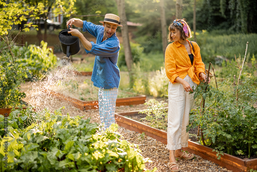 这对年轻夫妇照料植物，在家里的花园里种植当地蔬菜。男人给甜菜根浇水。C