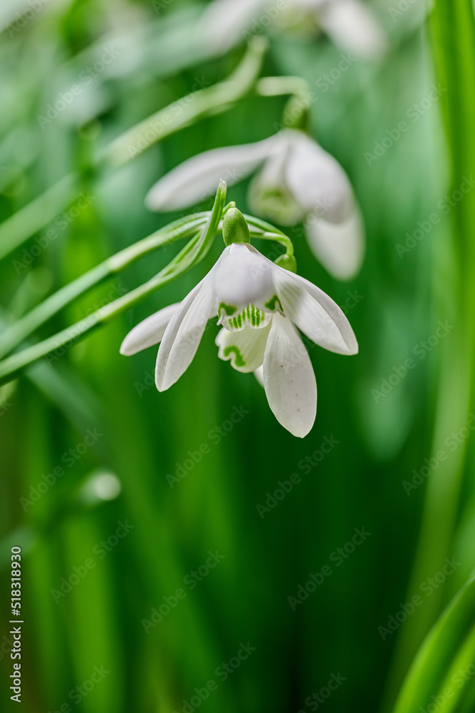 雪花莲在模糊的绿色背景下绽放的特写。精致的白色花朵慢慢绽放