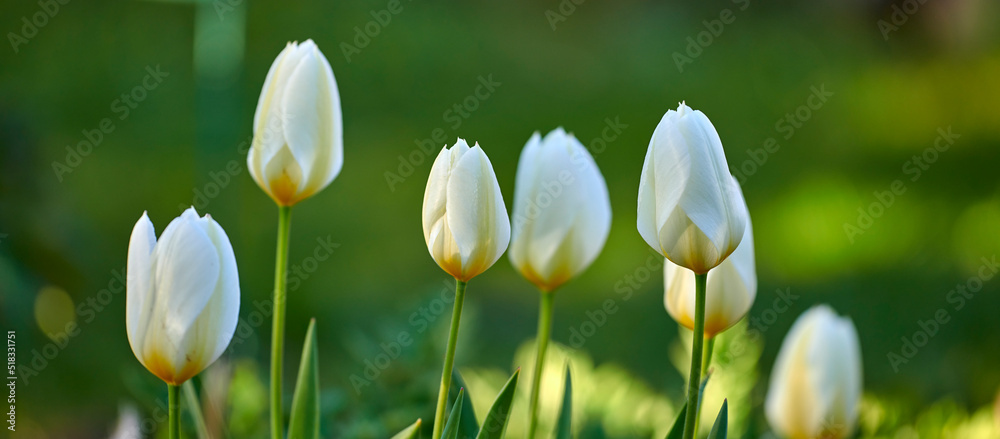 白色郁金香在郁郁葱葱的绿色家庭花园中生长、开花，象征着爱，h