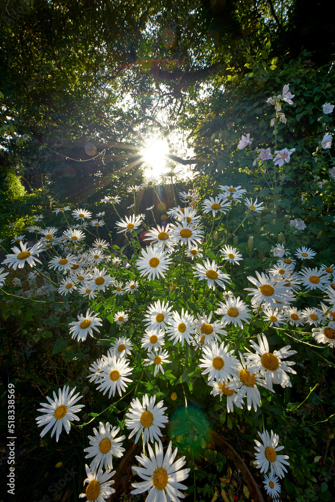 生长在偏远的田野、草地、后院或花园里的白雏菊，阳光透过花园