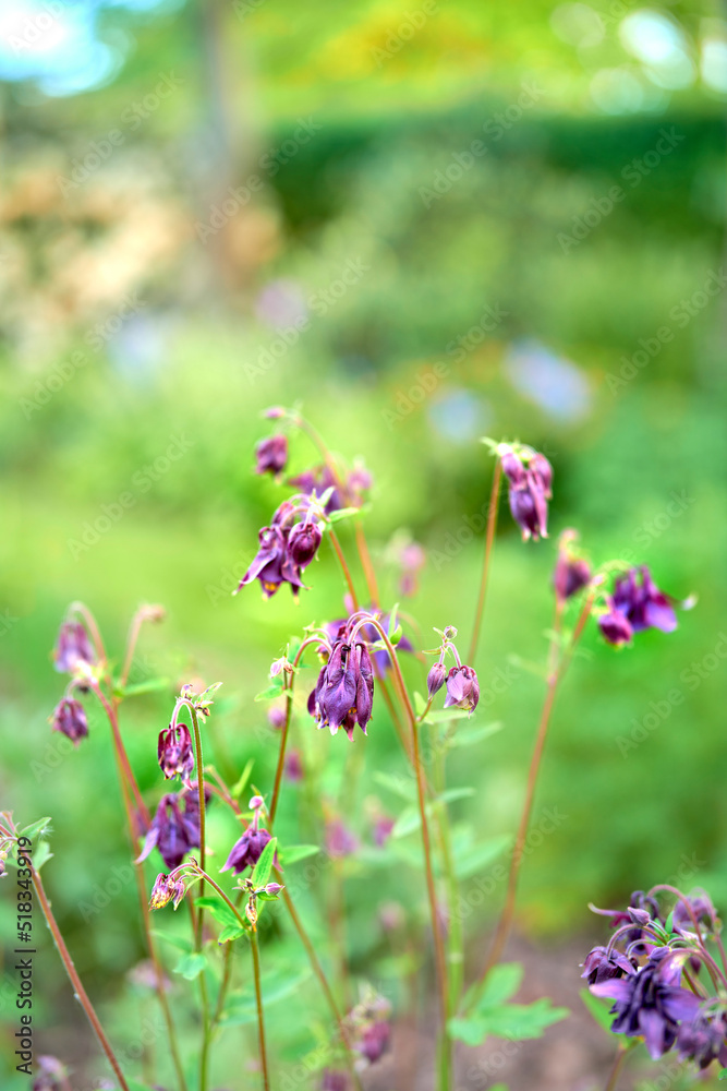 花园里开出五颜六色的紫色花朵。美丽的普通哥伦比亚菜特写，奶奶帽o