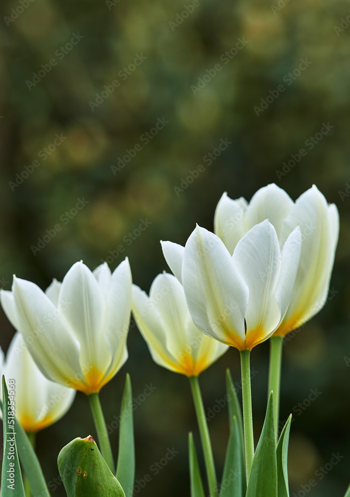 White and yellow tulips growing in a lush garden at home. Pretty flora with vibrant petals and green