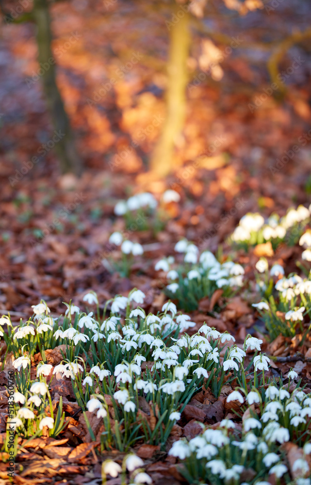 Closeup of white snowdrop or galanthus flowers blooming on a sunny spring with day copy space. Bulbo