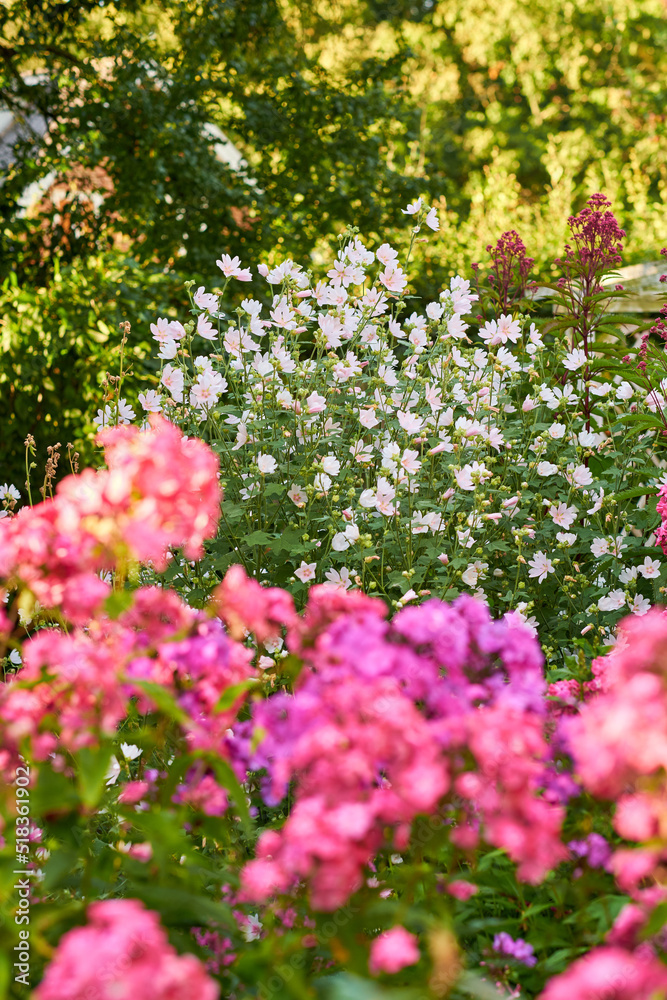 美丽的麝香锦葵和花园福禄考花在阳光明媚的日子里在外面盛开。开花