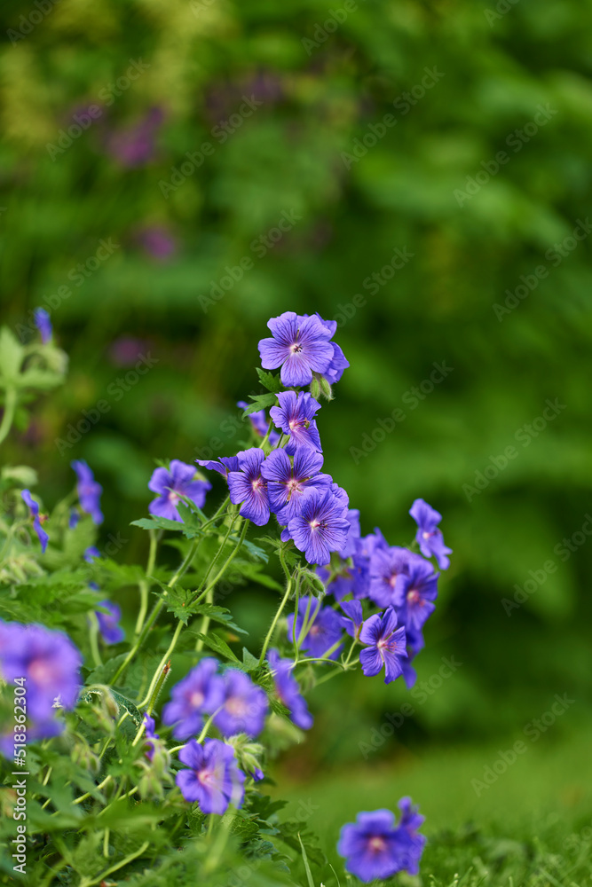 蓝色草地天竺葵在夏天的后院花园里开花。紫罗兰在花园里生长和开花
