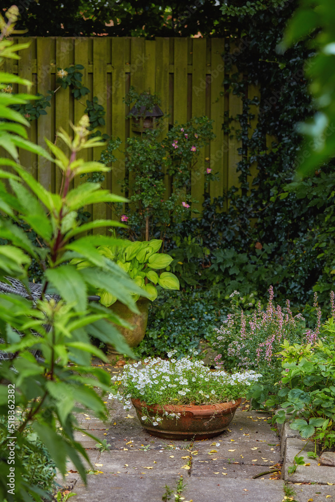 家里或房子后院的围栏旁充满活力的绿色花园。带植物的植物园