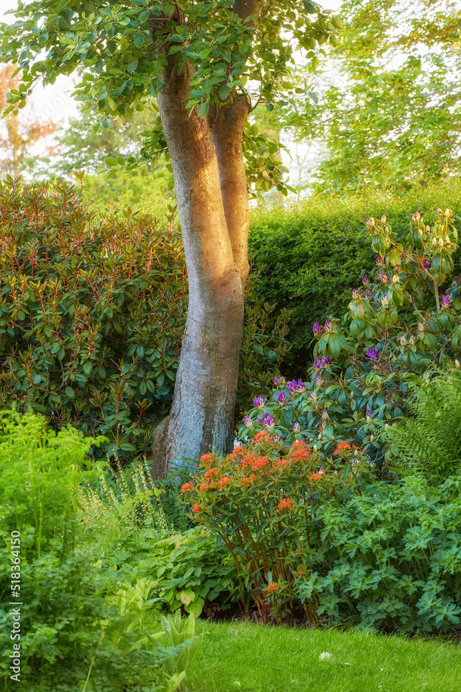 阳光明媚的户外花园或公园里生长着树木和开花植物的郁郁葱葱的景观i