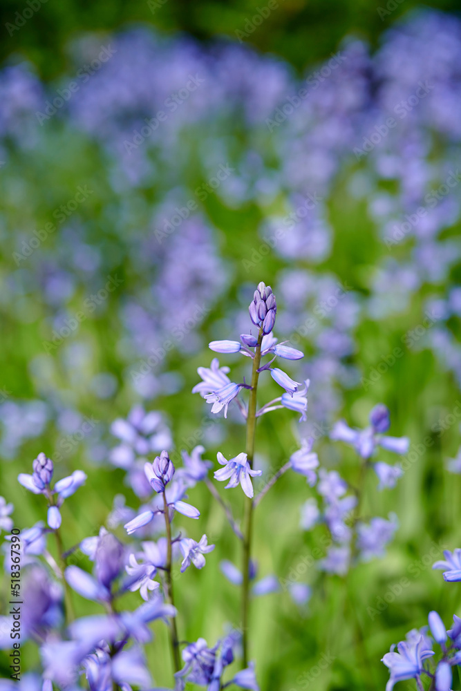 蓝铃花在大自然的后院花园或公园里生长和绽放。西贝丽卡花