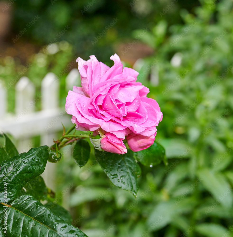 花园里一朵玫瑰的细节特写。盛开的粉红色花朵，深色花丝上有水滴
